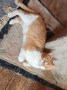 Spot (4)